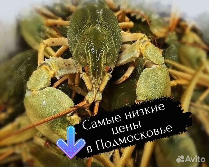 Живые раки