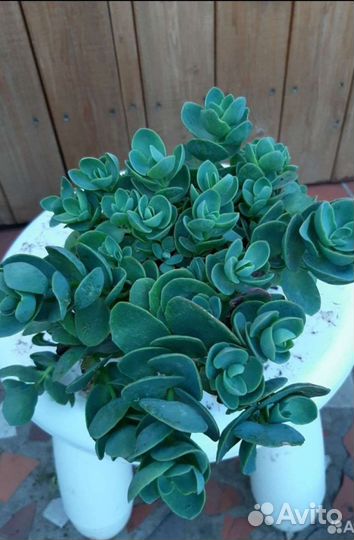 Почвопокровники многолетние