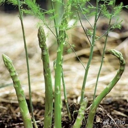 Спаржа.Саженцы двухлетние в наличии