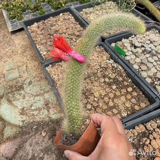 Редчайшие экземпляры кактусов