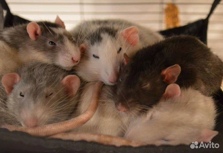 Декоративная крыса дамбо