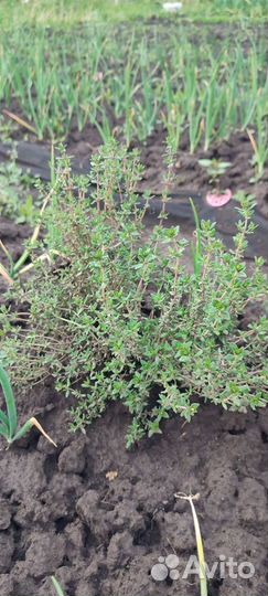 Тимьян, лук многоярусный