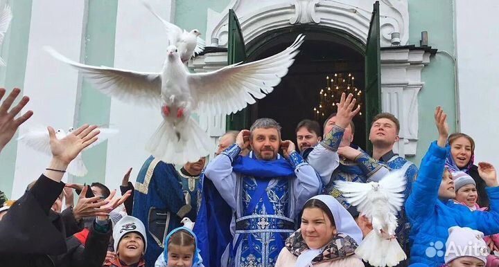 Белые голубь на свадьбу