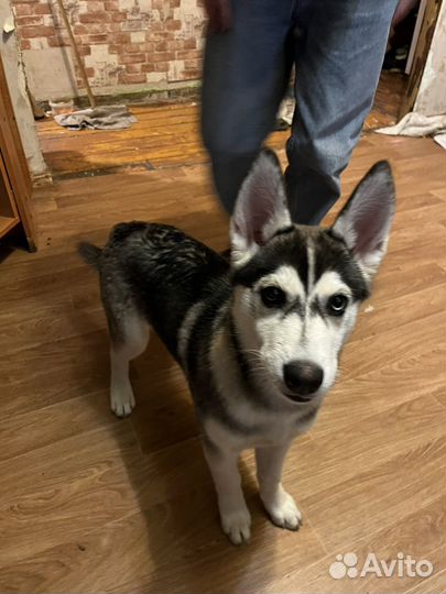 Сибирский хаски