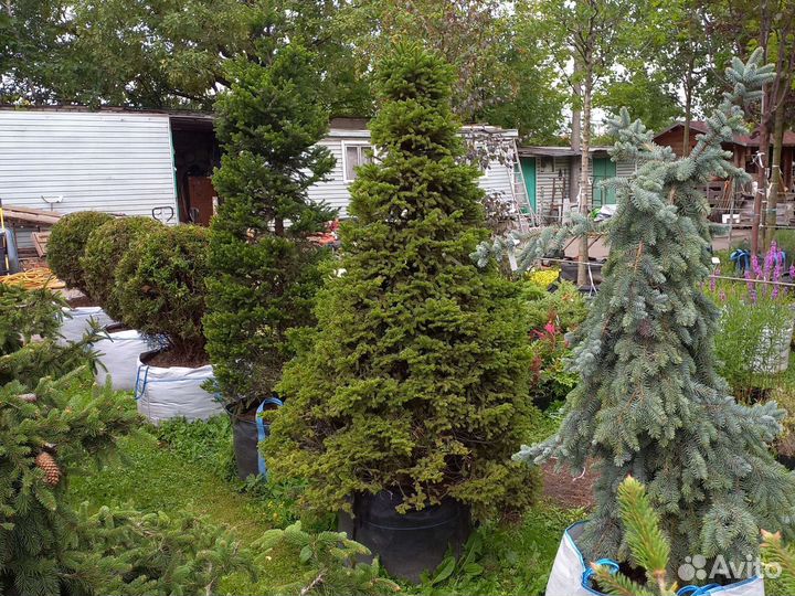 Ель пигмея 125-150