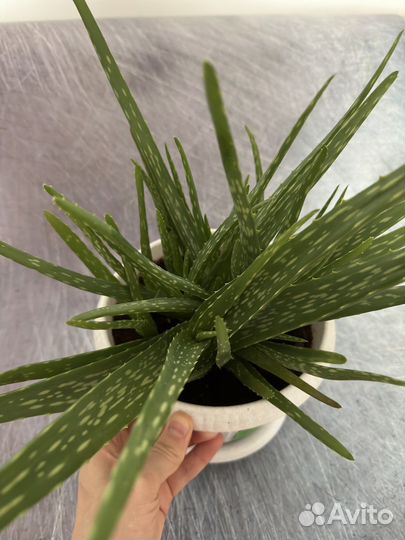 Алоэ вера (лечебный)