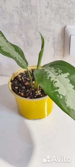 Аглаонемы, Филодендрон Атом, Спатифиллум