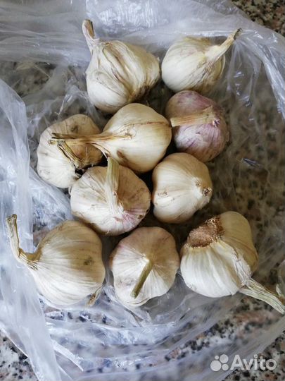 Чеснок яровой