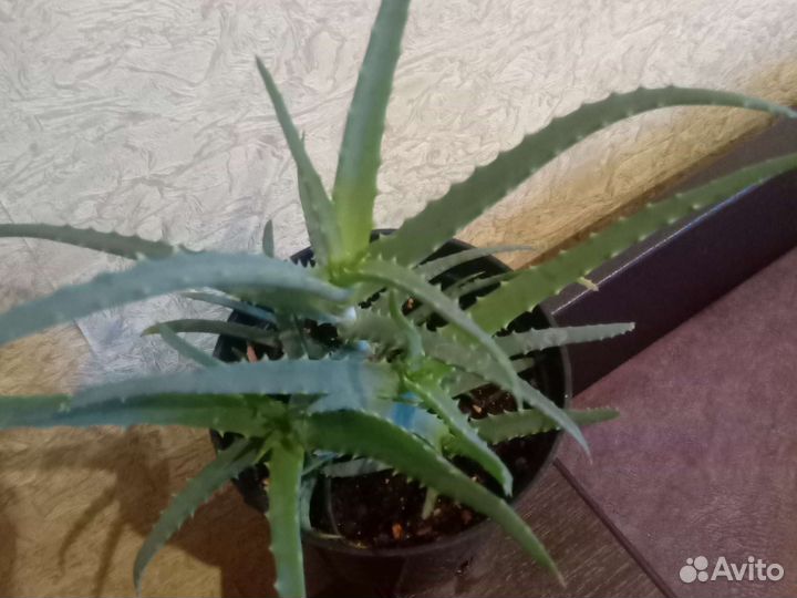 Алоэ столетник