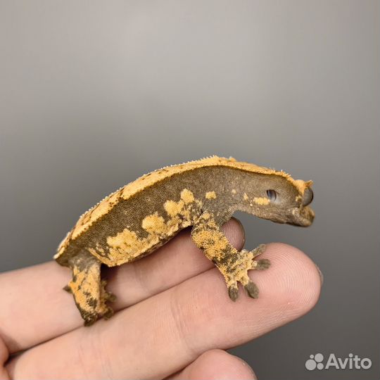 Геккон реснитчатый бананоед