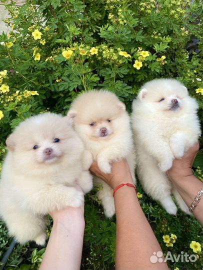 Померашки-очаровашки