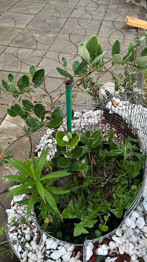 Фейхоа 3 года + 1 год в подарок