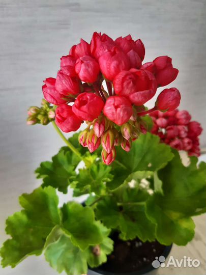 Пеларгония Патриция андреа. Принцесса грейс и др