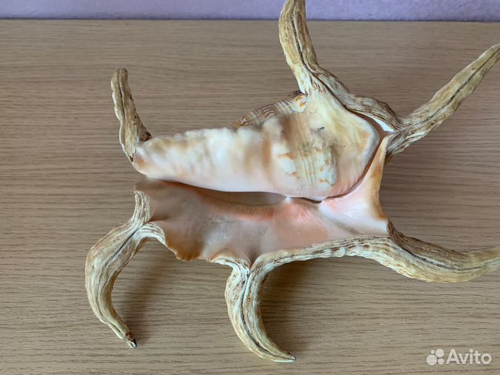 Ракушка красивая