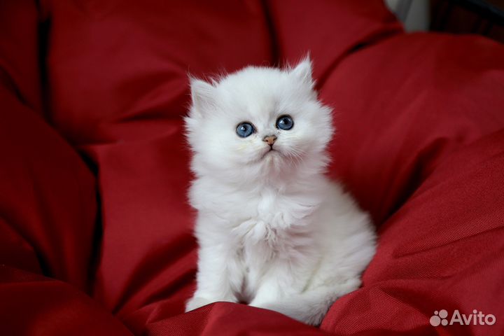 Британская шиншилла