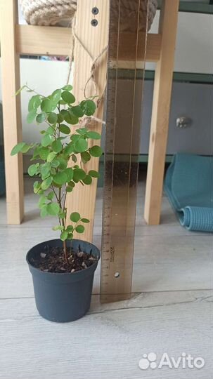 Брейния снежная (Breynia nivosa)