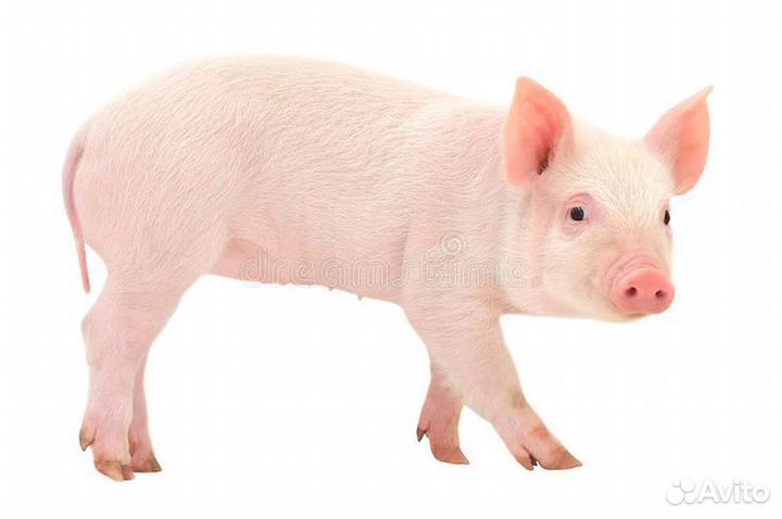 Свиньи на мясо