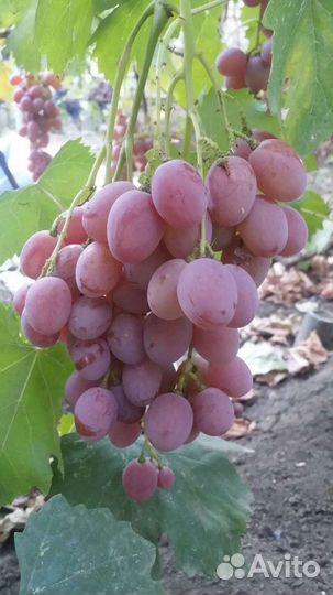 Черенки винограда