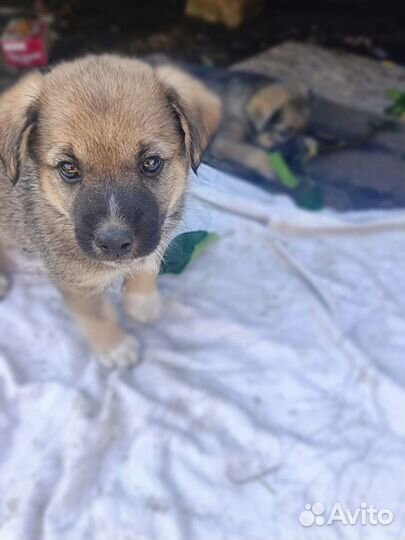 Щенки от маленькой собачки бесплатно