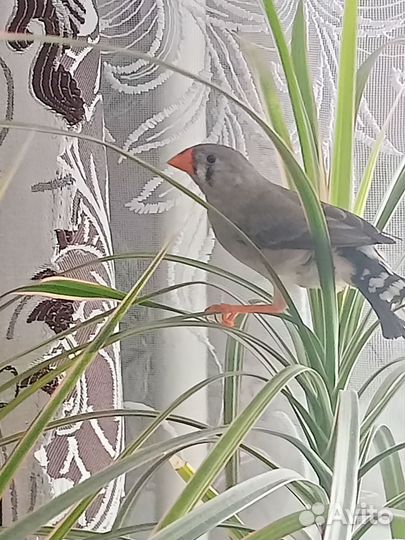 Зебровые амадины