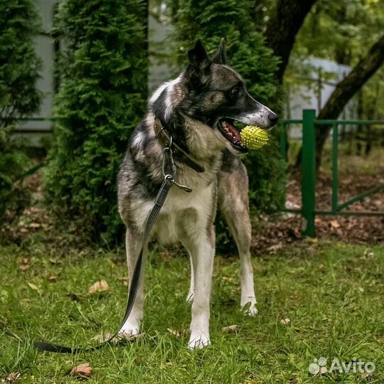 Бывшедомашний пес, нужен дом, в добрые руки