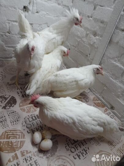 Куры молодки несушки