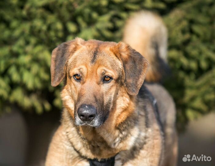 Собаки в дар