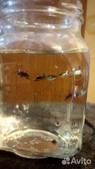 Анцитрусы, гуппи