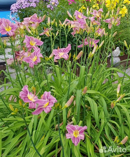 Лиленик розово-сереневый