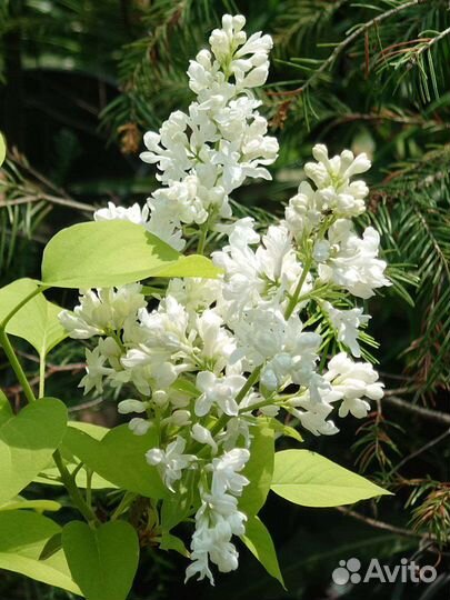 Саженцы растений