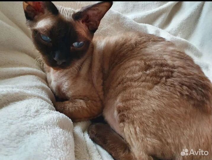 Кот девон-рекс, чудесный характер