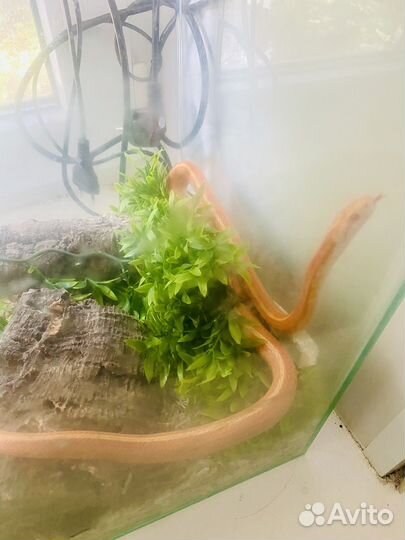 Маисовый полоз