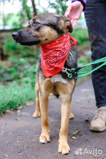 Собака в добрые руки, Брют