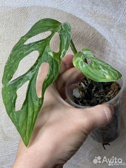 Монстера адансона индо минт