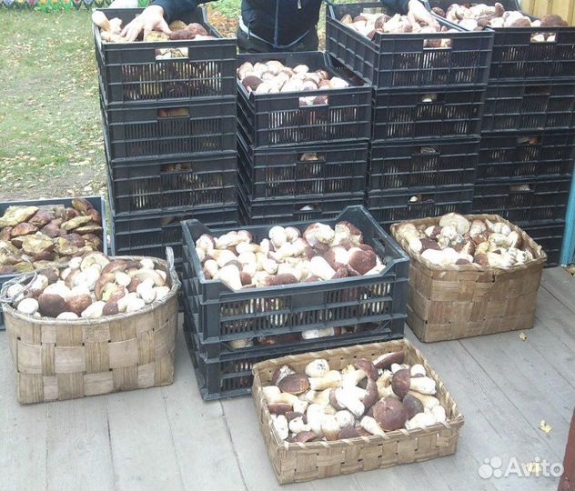 Грибы белые сушеные