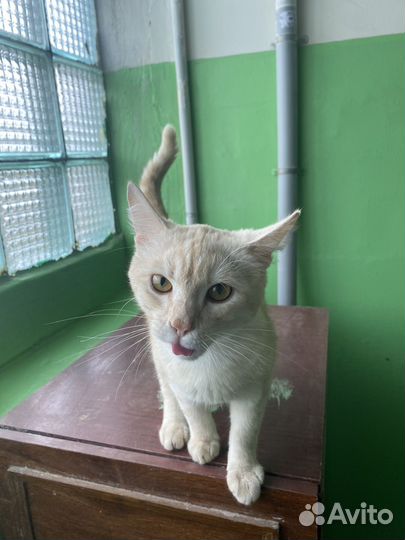 Молодой кот в добрые руки