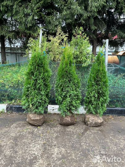 Туя Смарагд 120-140