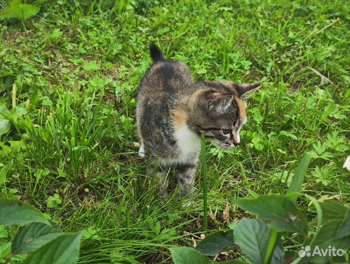 Отдам котенка в добрые руки