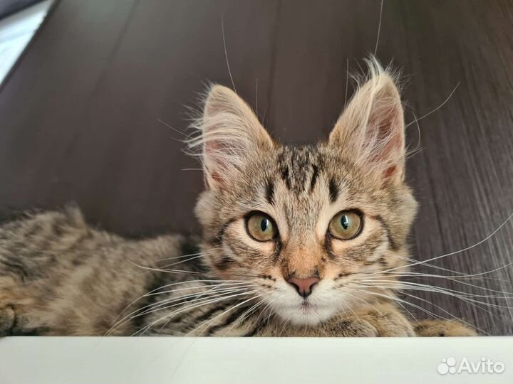 Котенок в самые лучшие руки