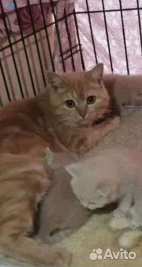 Котёнок по имени Гав