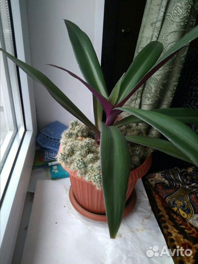 Комнатные растения