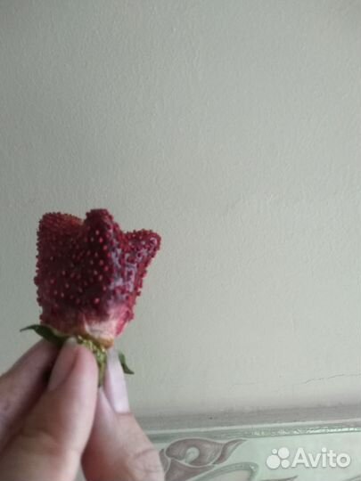 Земклуника Купчиха