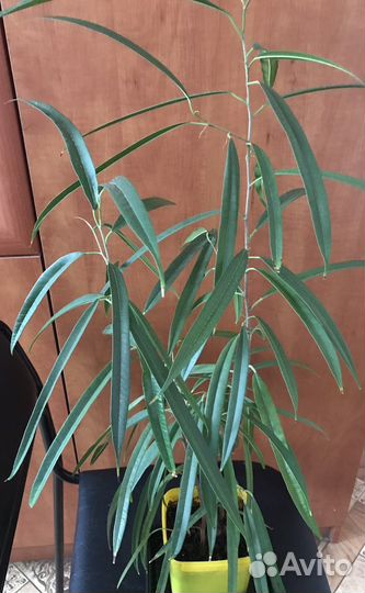 Фикус Биннендийка Али (иволистный)