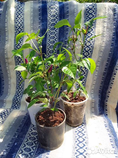 Перчик горький на подоконник