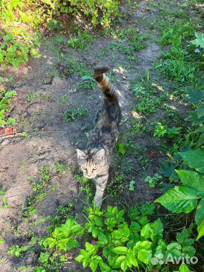 Кошечка в заботливые добрые руки