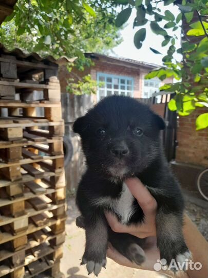 Щенки сибирской хаски мальчики и девочки