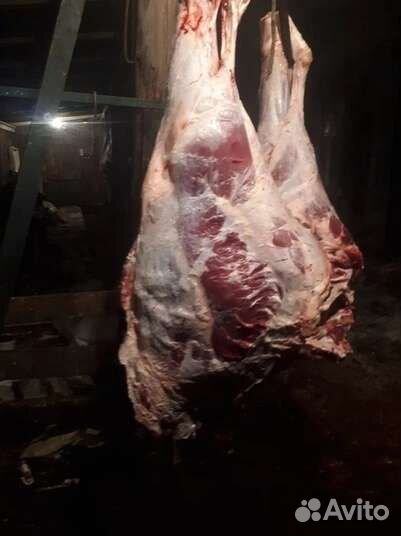 Мясо телятины