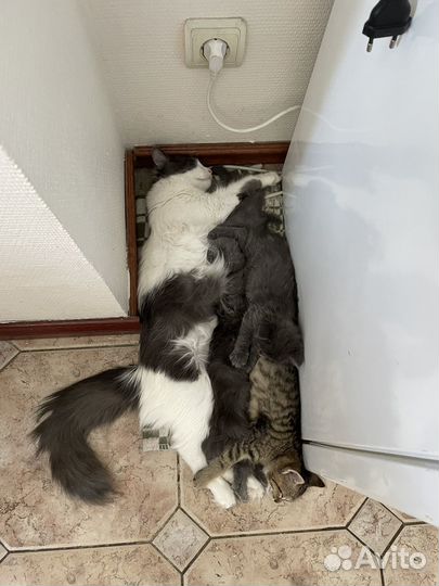 Котенок в добрые руки