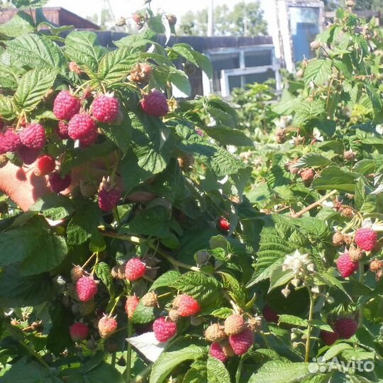 Плодовые кустарники