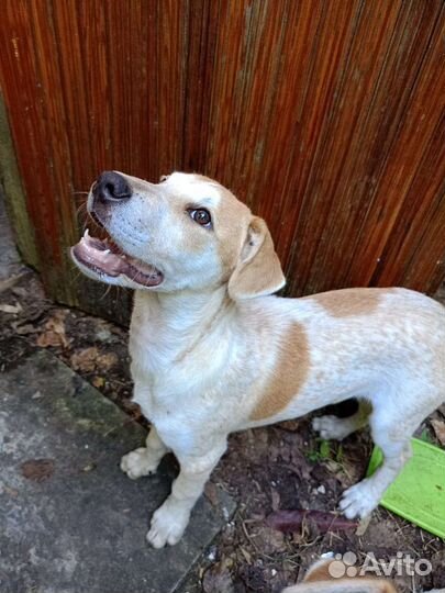 Собака в добрые руки